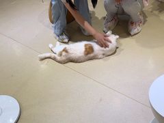 -藏猫猫咖啡主题馆(中央大道店)