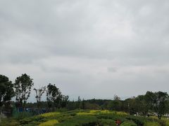 -铁山坪森林公园