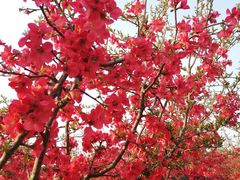 -武汉紫薇都市田园