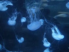 -重庆欢乐海底世界