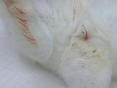 -瑞派·关忠动物医院猫科外科·异宠·24小时转诊中心(祥云店)