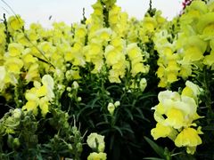 android_upload_pic-赛汗塔拉风情园