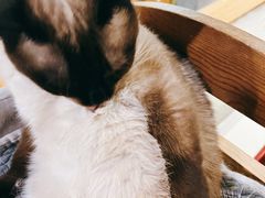 -猫小院猫主题咖啡厅(北锣店)