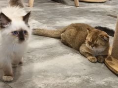 -楼上猫咖(罗湖店)