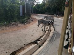 -清迈夜间动物园