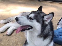 -TrueLove @ Neverland (Husky Cafe)