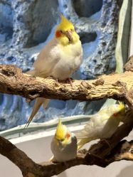 -Zoolung Zoolung动物主题公园(海信广场店)