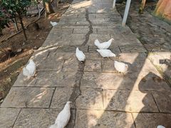 -庐山西海国际温泉度假村