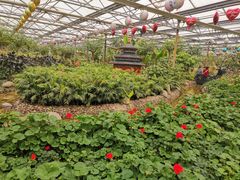 -南宫五洲植物乐园