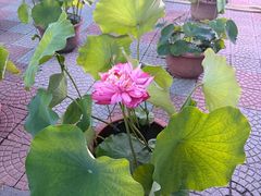 -莲花池公园