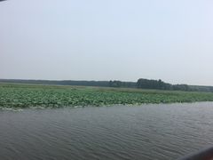 -微山湖红荷湿地景区