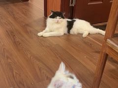 -楼上猫咖(罗湖店)