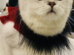 -飞行喵MR PILOT|猫舍·猫咖(静安大融城店)