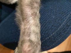 -爱妮康宠物医院·干细胞免疫细胞·肿瘤·心脏(张江店)