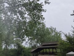 -合肥滨湖国家森林公园