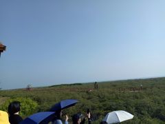 -北海金海湾红树林生态旅游区