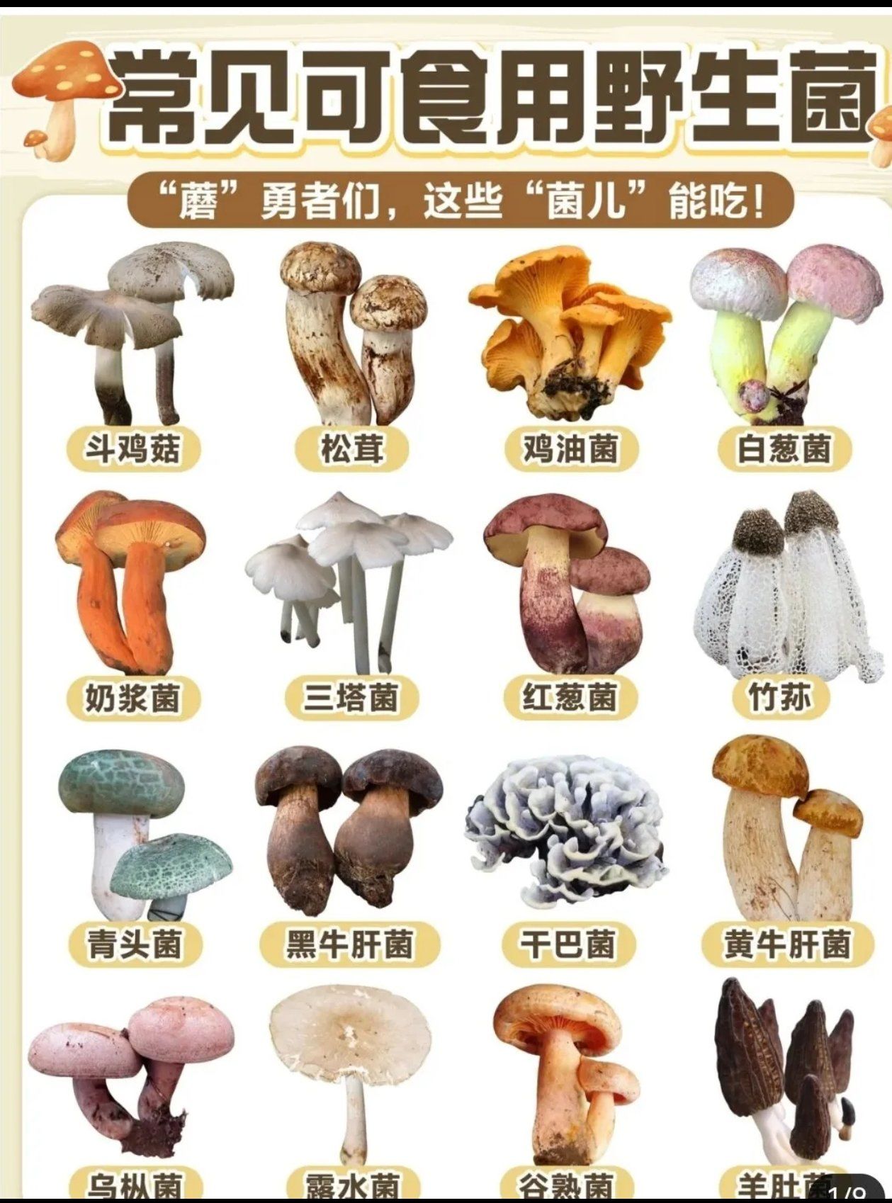 这些菌子可以吃!
