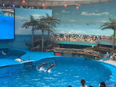 -海合安成都极地海洋公园