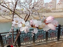 -桃花堤公园