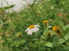 -扬美古镇景区