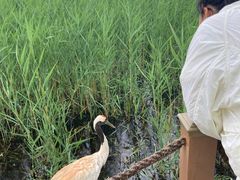 -盐城丹顶鹤湿地生态旅游区