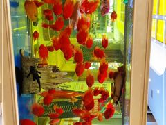 -骏莱海鲜鱼港(五角场店)