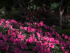 -上海滨江森林公园