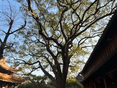 -普陀山风景名胜区-法雨禅寺