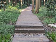 -东平国家森林公园
