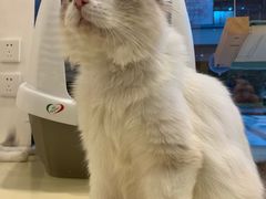 -momokira米努特·德文卷毛猫·棉花面纱犬