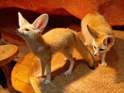 -Zoolung Zoolung动物主题公园(海信广场店)