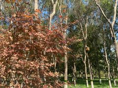 -大兴滨河森林公园