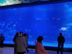 -烟台海昌鲸鲨海洋公园