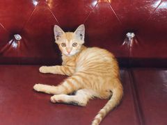 -一只烧鸡公(解放碑店)