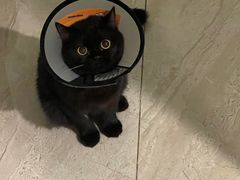 -凯特喵百思猫专科医院