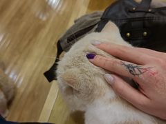 -滚猫咖啡·猫咖·猫友好撸猫(未来城店)