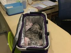 -骐奇宠物诊疗中心(南亭公路店)