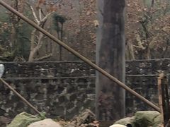 -都江堰中华大熊猫苑