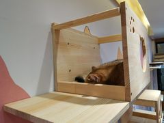 -滚猫咖啡·猫咖·猫友好撸猫(未来城店)