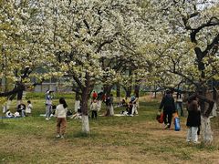 -石家庄市植物园