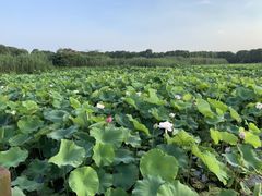 -荷塘月色湿地公园·向阳花洲