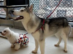 -怪兽屋·羊驼·猫咖·狗咖(俊华广场店)