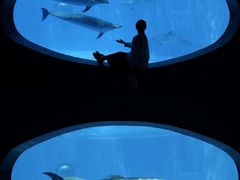 -海合安成都极地海洋公园