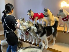 -Husky Go! 哈士奇体验馆·宠物咖啡厅狗咖