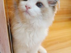 -猫十亿·布偶金渐层·曼基康矮脚猫舍(青年路店)