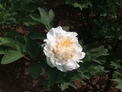 -洛阳市隋唐城遗址植物园