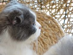 -飞行喵MR PILOT|猫舍·猫咖(静安大融城店)