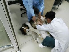 -康乐宝动物医院