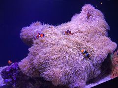 -西雅图水族馆