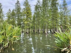 -白鹭湾湿地公园